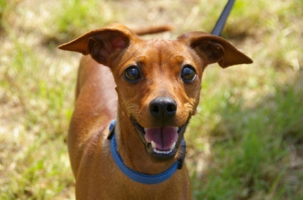 Perro sonriendo mirando a cámara