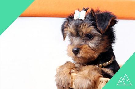 Curso de Peluquería y Estética Canina