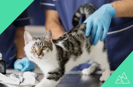 Curso Asistente Técnico Veterinario